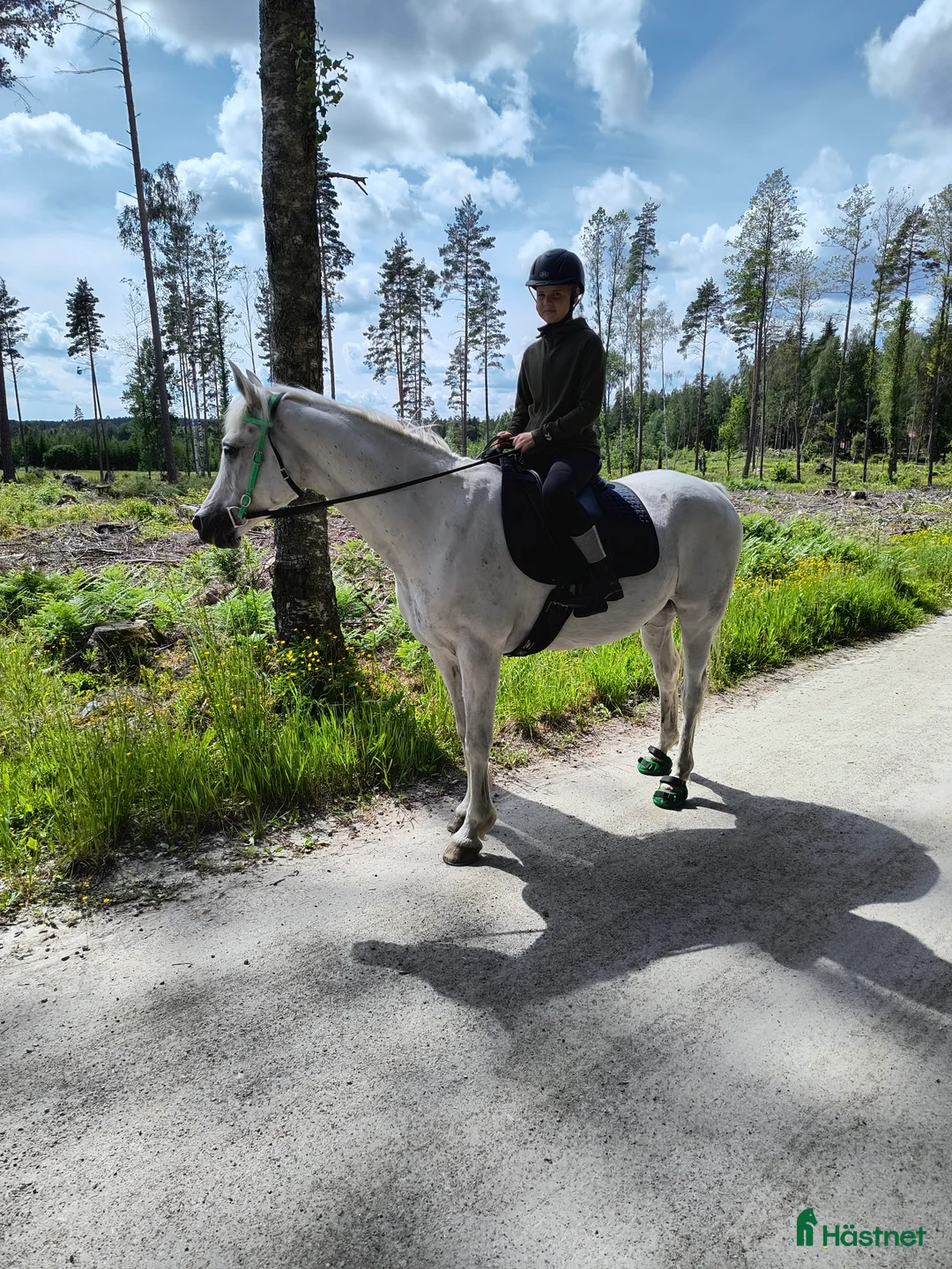 Sällskap hästar till salu: Trevlig arabvalack  - Annons 5