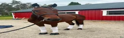 Trav hästar till salu: Starthäst 5-årig valack - Annons 4