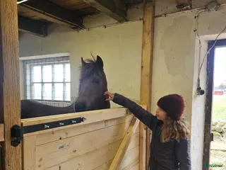 stallplats Stallplats ponny finnes i Gate - Annons 5