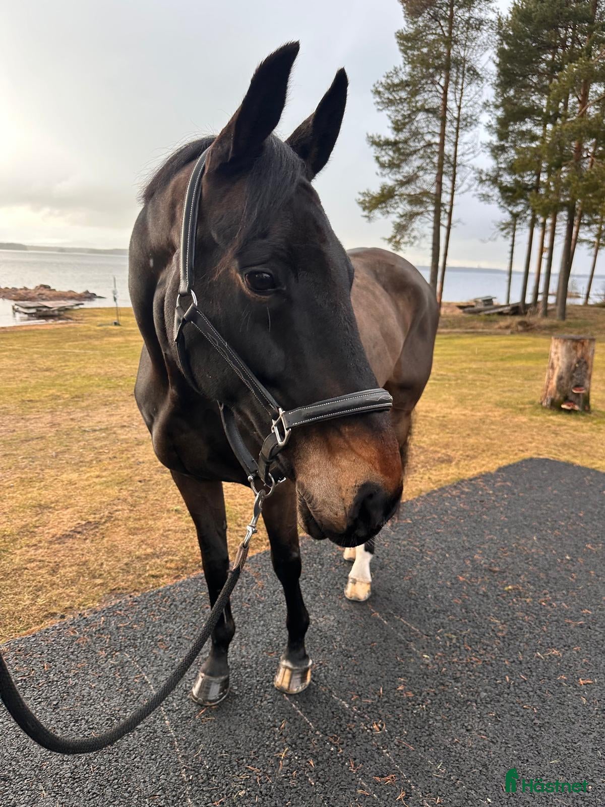  hästar Superfin valack - Annons 13