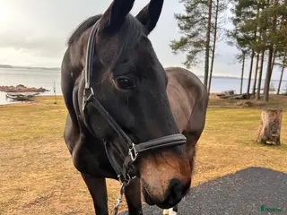 hästar Superfin valack - Annons 13