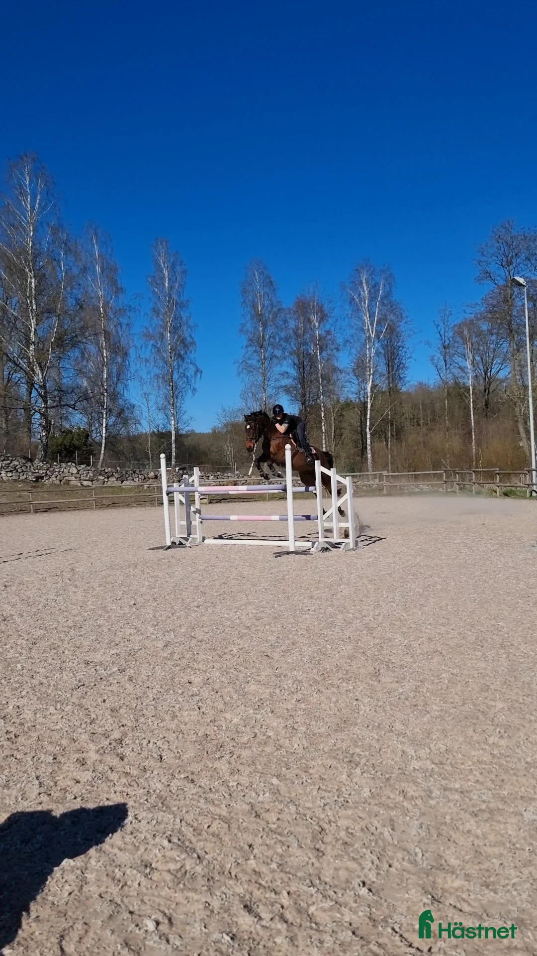 Hoppning hästar till salu: Lyxig hobbyhäst - Annons 2