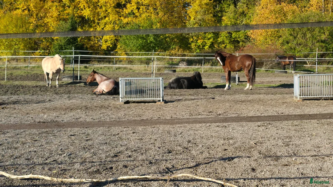  stallplats finnes: Ledig boxplats i Södertälje  - Annons 7