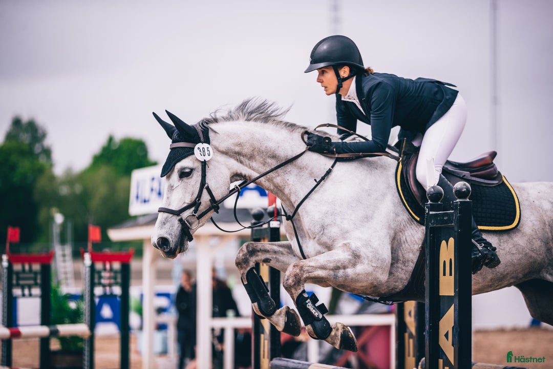  hästservice finnes: Utbildning, tävling och försäljning i Sala - Annons 2