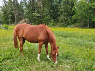 hästar Bästa ponnyn Gunnar söker ny kompis i Vätö - Annons 16