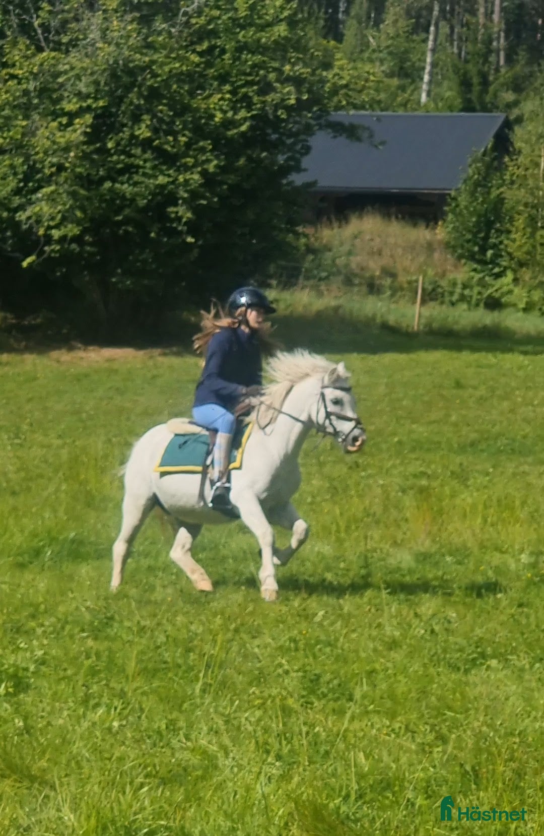  medryttarhäst finnes: Söker medryttare flera hästar.  i Nykvarn - Annons 2