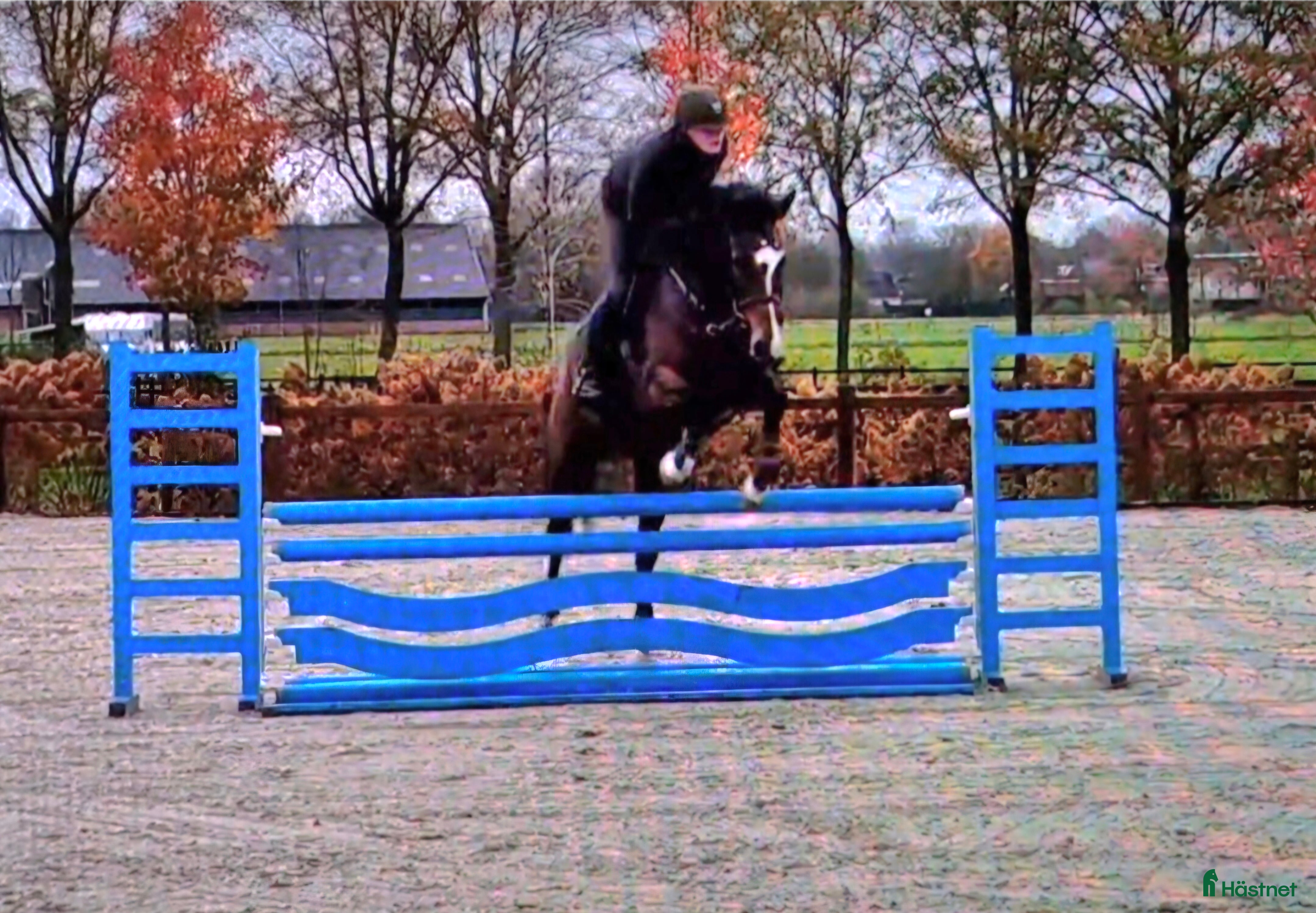  hästar Sportigt stabilt sto ev byte i Dösjebro - Annons 3