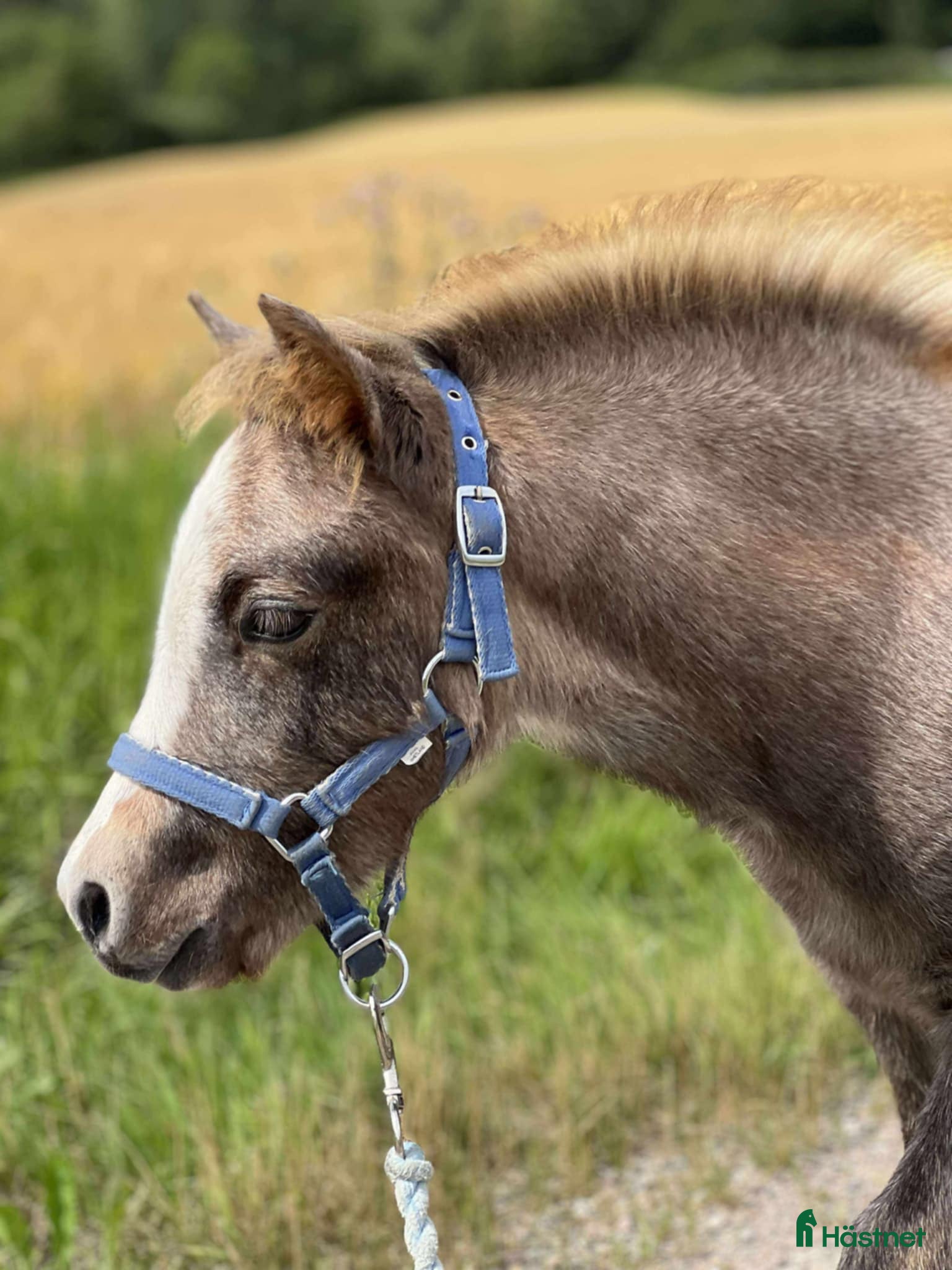  hästar Framåt welsh mountainkille i Stenkullen - Annons 7