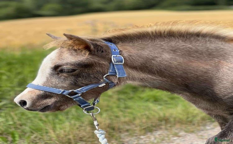  hästar i Stenkullen - Annons 4