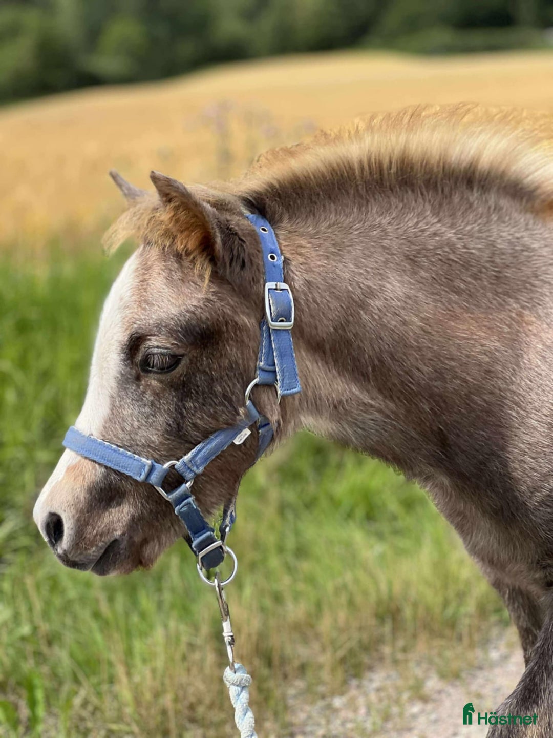Allround hästar till salu: Framåt welsh mountainkille i Stenkullen - Annons 1
