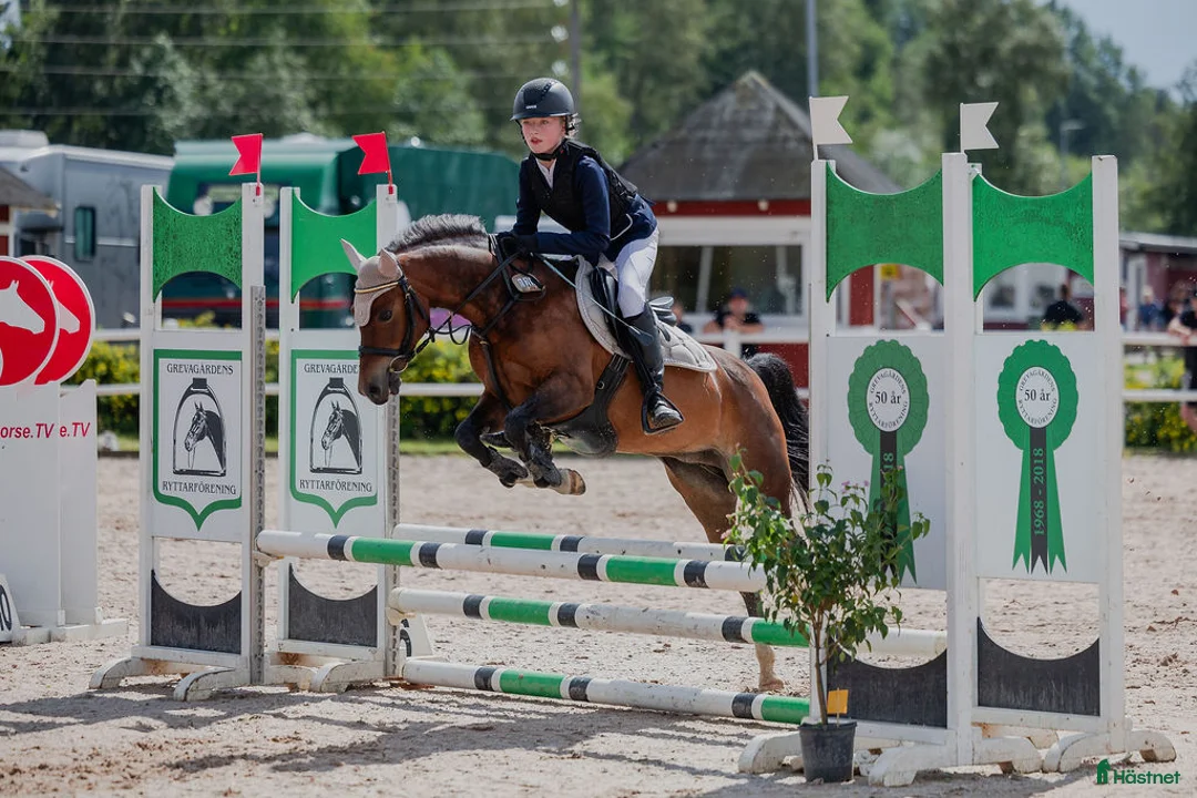 Hoppning hästar till salu: B-ponny med kapacitet  - Annons 2