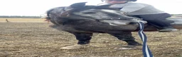 Allround hästar till salu: Pre hingst - Annons 7