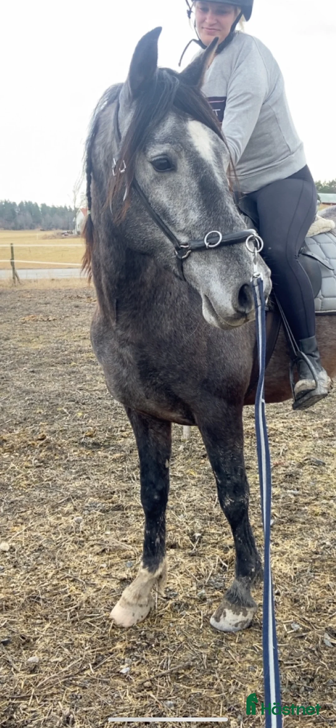 Allround hästar till salu: Pre hingst - Annons 7