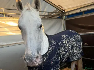 hästar Lislap Freda - Annons 18