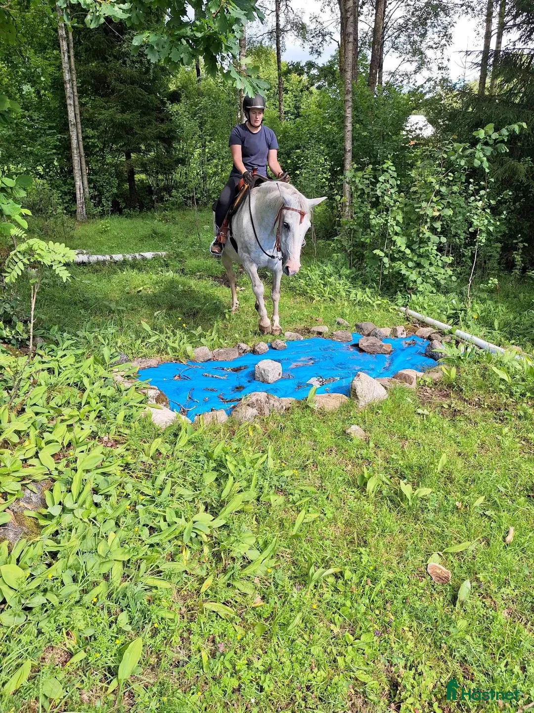 Western hästar till salu: Ponny med ett hjärta av guld - Annons 2