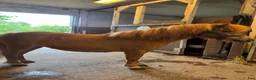 Allround hästar till salu: Gulligt mini sto  - Annons 2