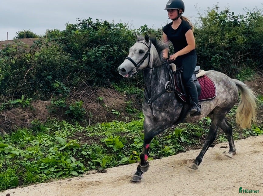  hästar Pumpkin Jack 140cm gelding  - Annons 16