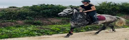 Hoppning hästar till salu: Pumpkin Jack 140cm gelding  - Annons 1