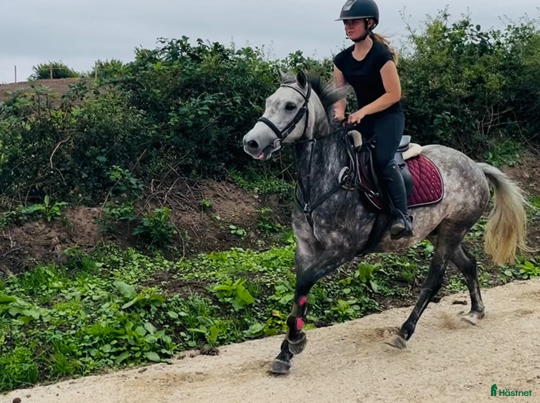 Hoppning hästar till salu: Pumpkin Jack 140cm gelding  - Annons 1