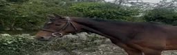 Allround hästar till salu: Beautiful Irish Thoroughbred - Annons 3