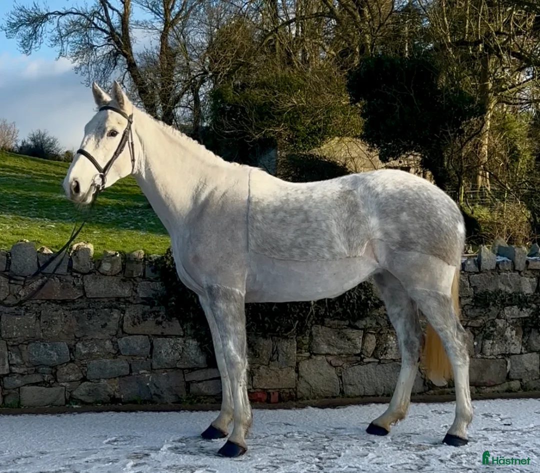 Allround hästar till salu: Irish sports horse mare i Stockholm - Annons 4