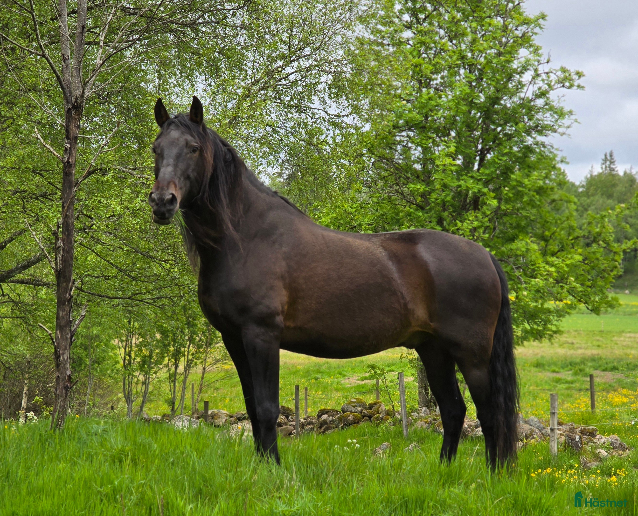  hästar Rolig och personlig PRE - Annons 3