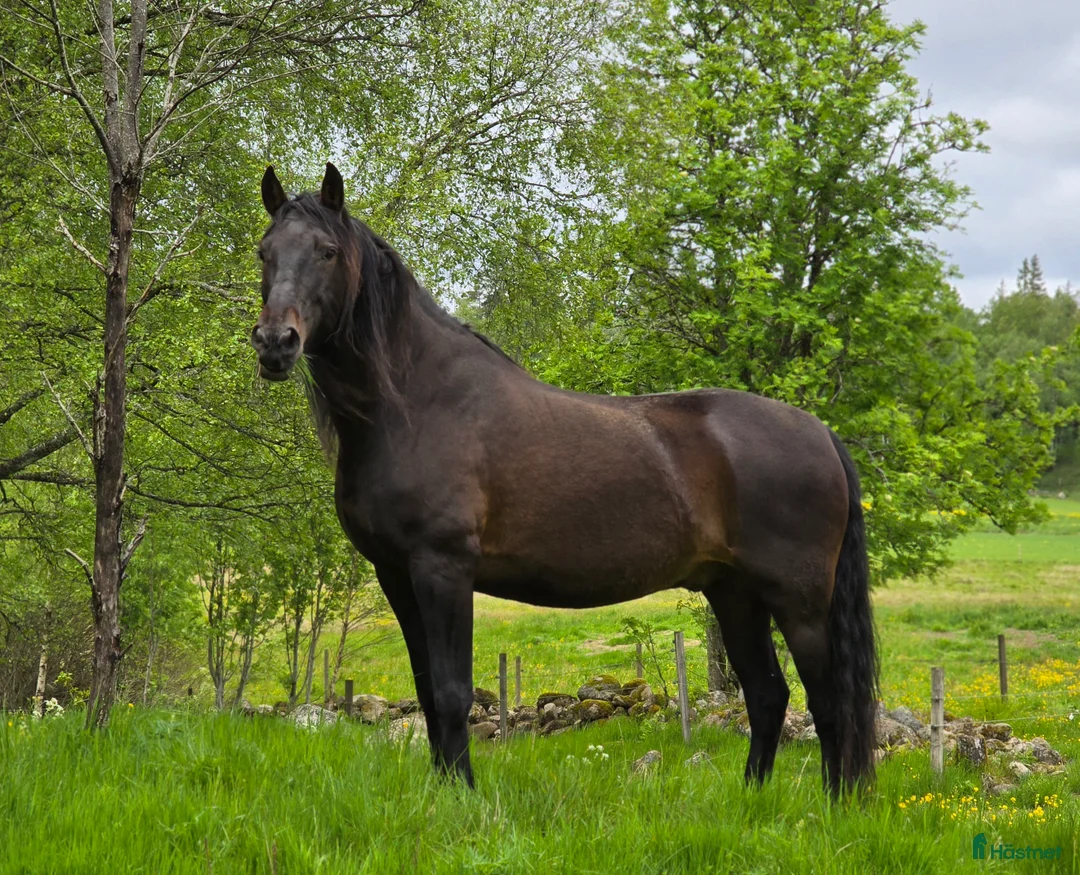 Allround hästar till salu: Rolig och personlig PRE - Annons 1
