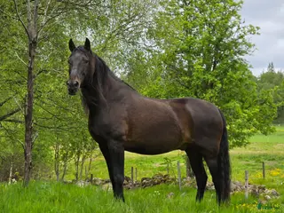 hästar Rolig och personlig PRE - Annons 3