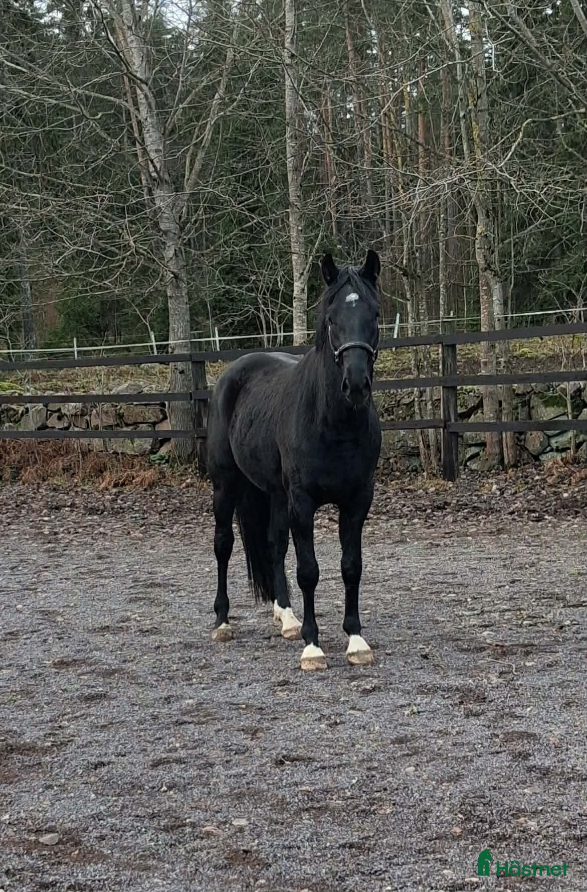  hästar Hoppstammad halvblodsvalack i Lammhult - Annons 7