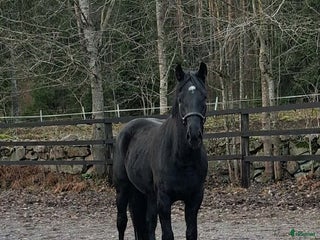 hästar Hoppstammad halvblodsvalack i Lammhult - Annons 17