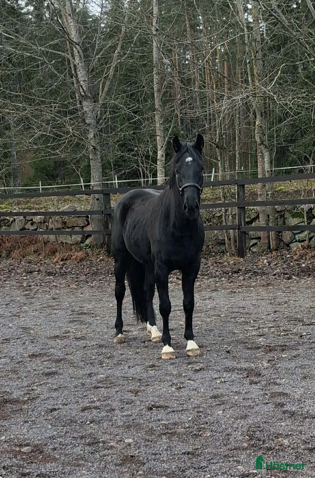 Hoppning hästar till salu: Hoppstammad halvblodsvalack i Lammhult - Annons 1