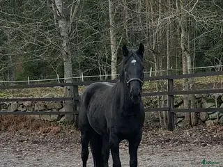 Hoppning hästar till salu: Hoppstammad halvblodsvalack i Lammhult - Annons 2