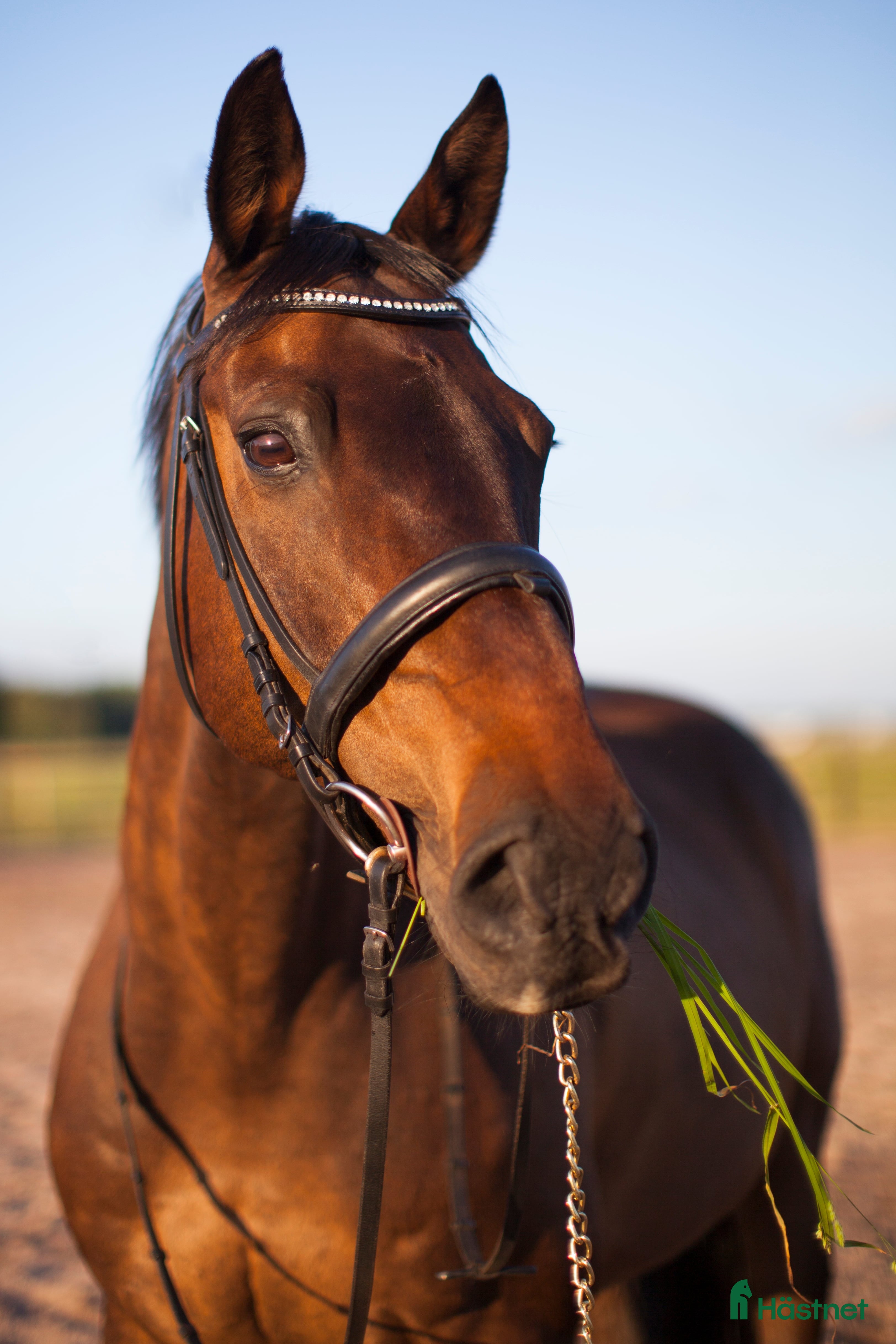  hästar Världens finaste kille - Annons 2