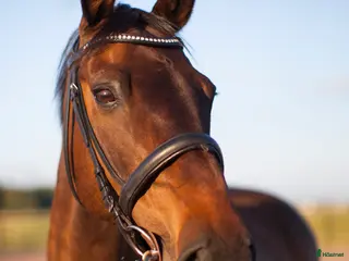 hästar Världens finaste kille - Annons 2