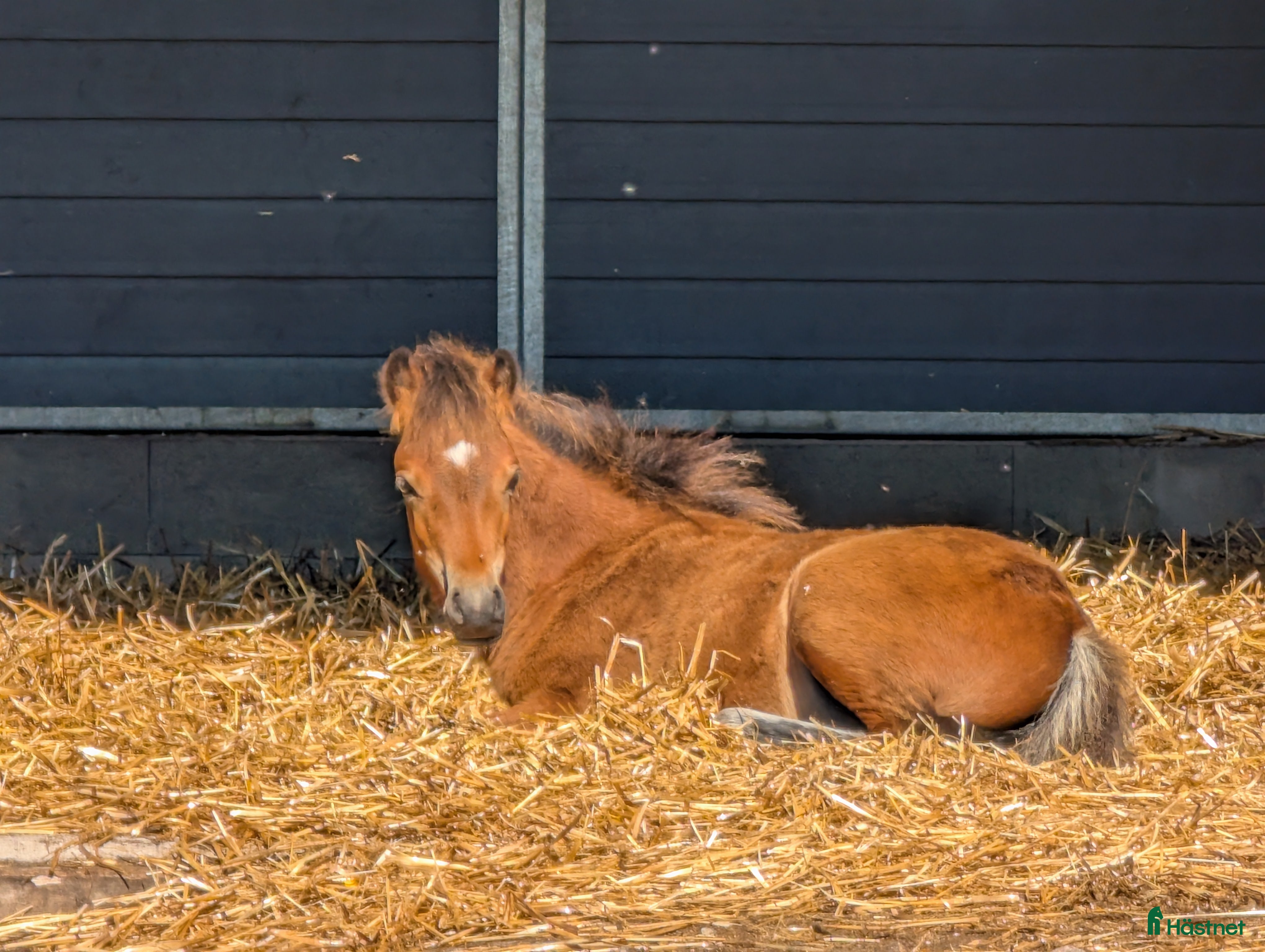  hästar Rollo söker nya buskumpaner våren 2026 i Falköping - Annons 5