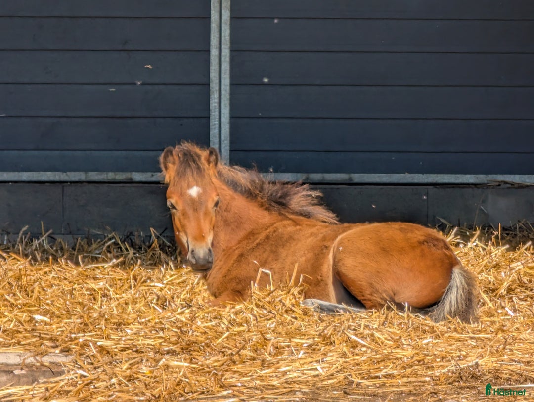 Allround hästar till salu: Rollo söker nya buskumpaner våren 2026 i Falköping - Annons 1