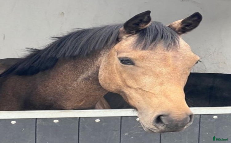  hästar Sportspony Sto med framtiden för sig  i Jönåker - Annons 5