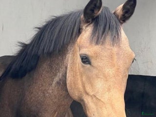 Hoppning hästar till salu i Jönåker - Annons 1