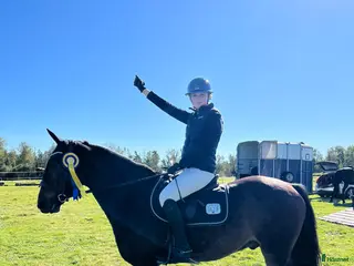 hästar D-ponny med rutin och hjärta i Kinna - Annons 16