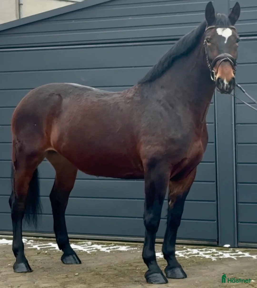 Allround hästar till salu: Gorgeous and lovely TOP Silesian  i Örsundsbro - Annons 11