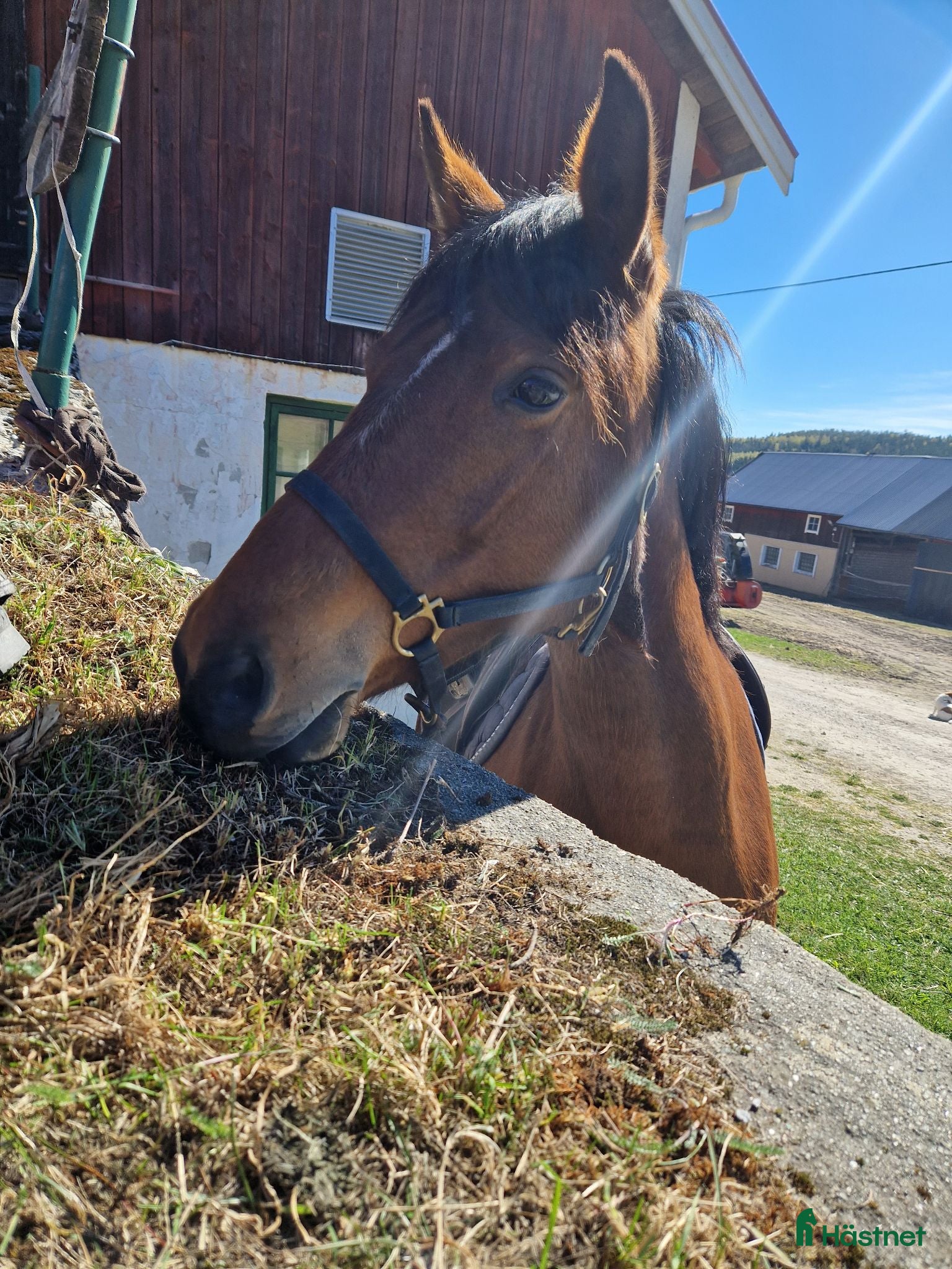  hästar Supersnäll D-ponny - Annons 7
