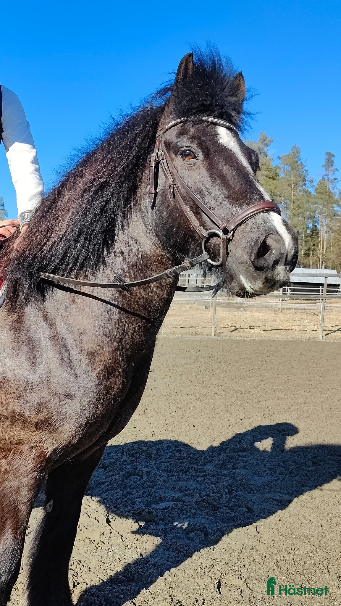  hästar Världens bästa Teddy - Annons 1