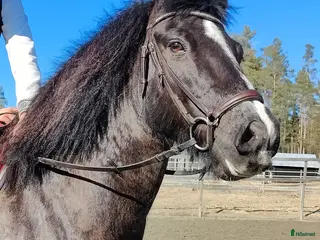 hästar Världens bästa Teddy - Annons 1