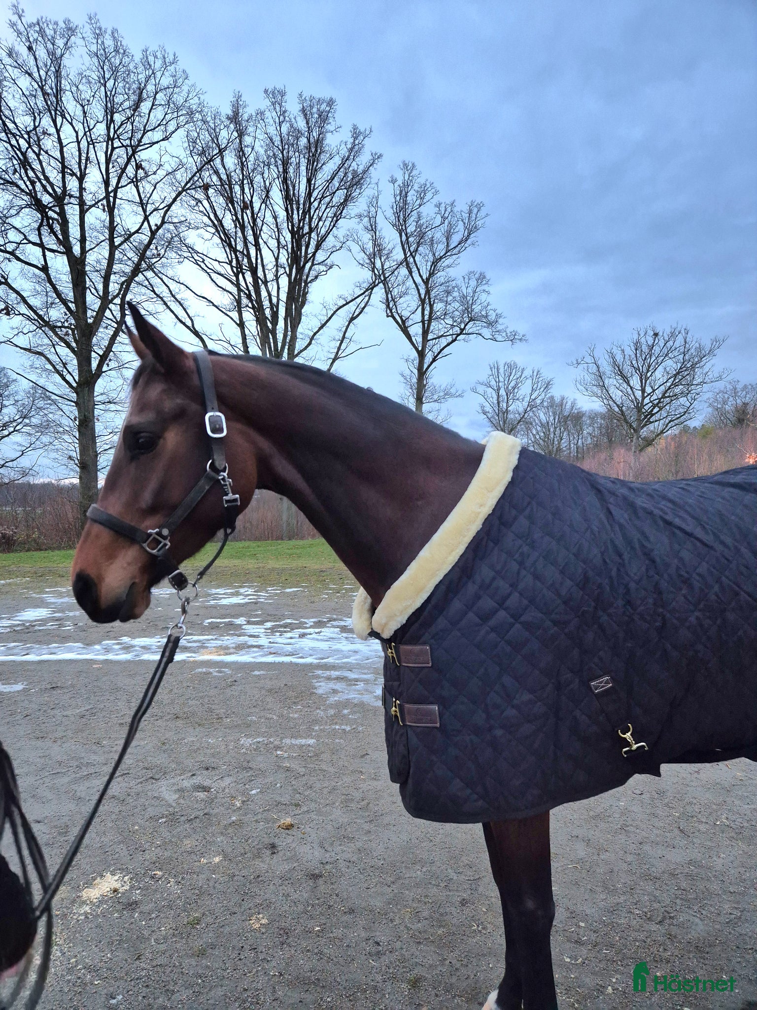  hästar Projekt/avlessto - Annons 1