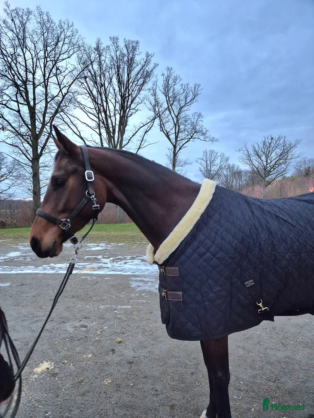 Allround hästar till salu: Projekt/avlessto - Annons 1