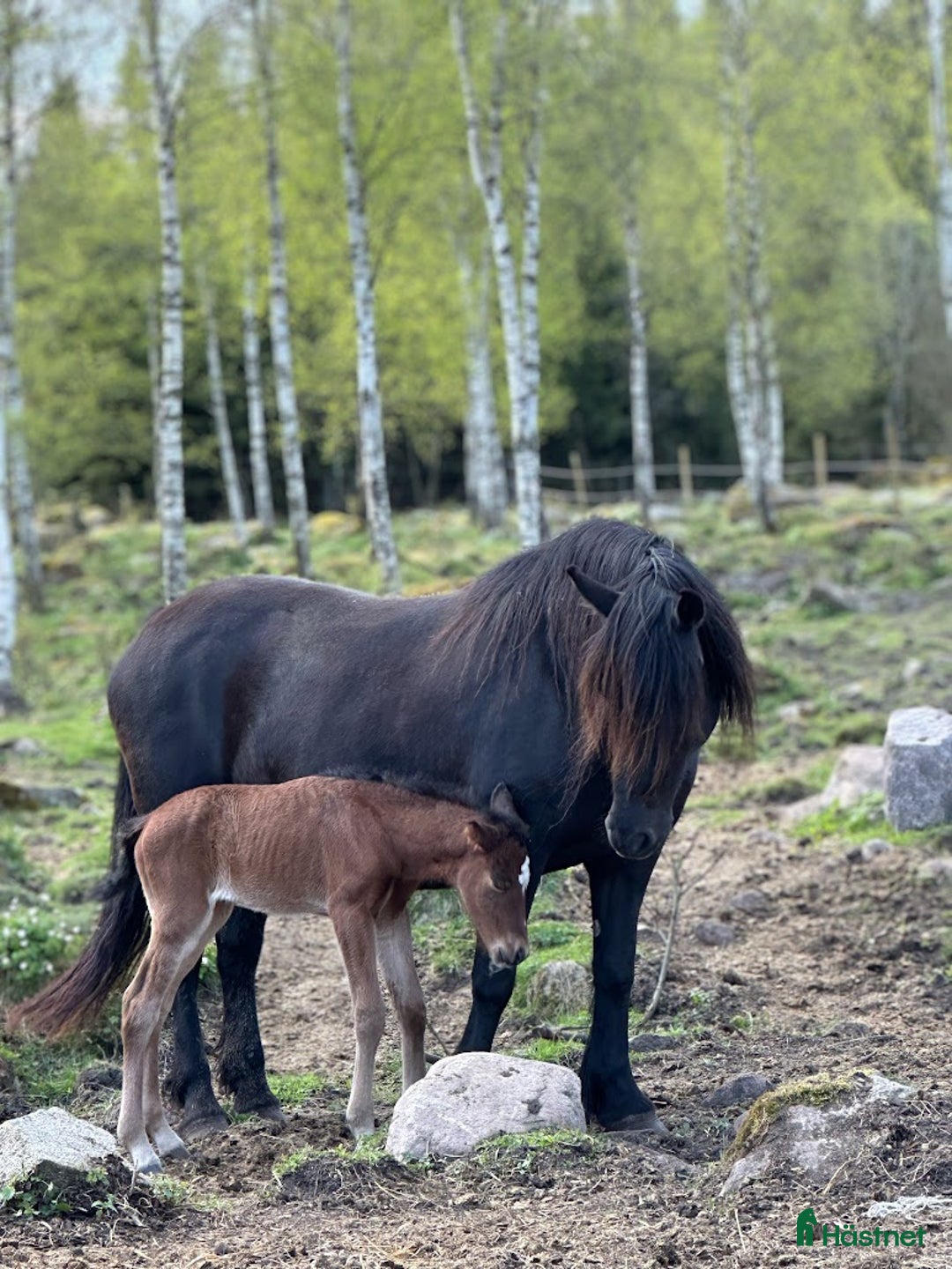 Allround hästar till salu: Hingstföl, korsning PRE och kallblodstravare i Blidsberg - Annons 4