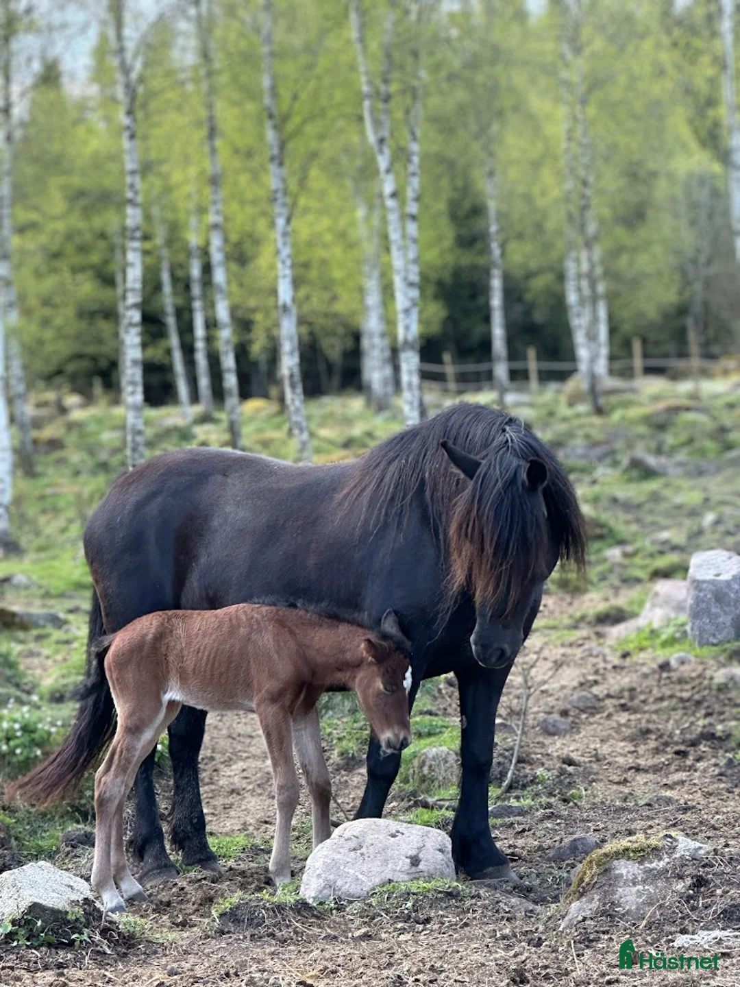 Allround hästar till salu: Hingstföl, korsning PRE och kallblodstravare i Blidsberg - Annons 4