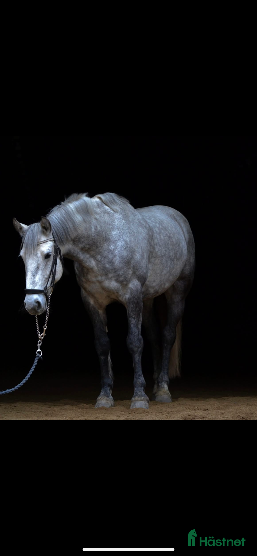 hästar Ponny till sällskap lätt ridning i Falun - Annons 7