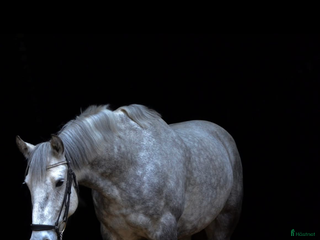 hästar Ponny till sällskap lätt ridning i Falun - Annons 7