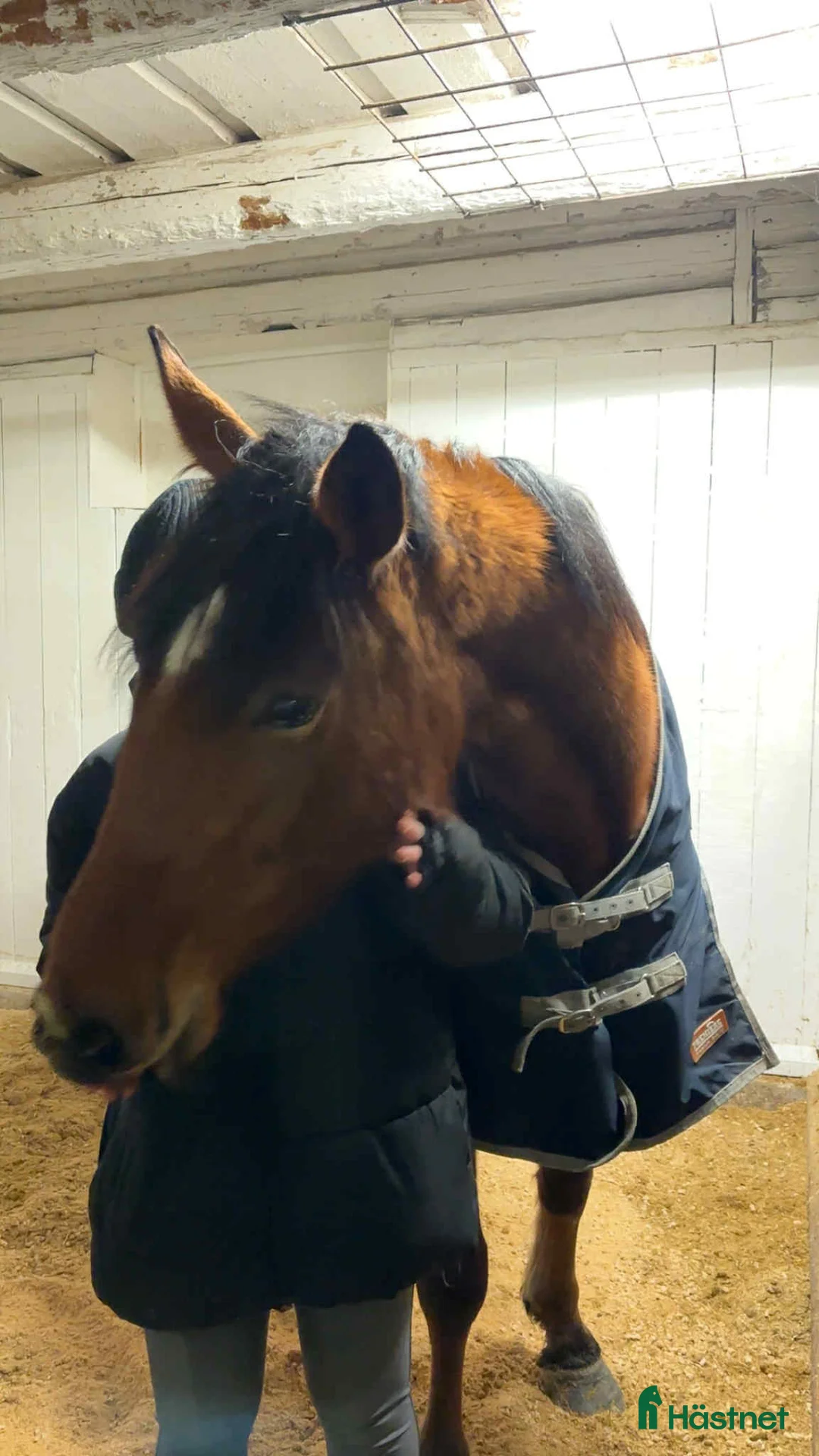 Allround hästar till salu: Ung ridtravare  - Annons 2
